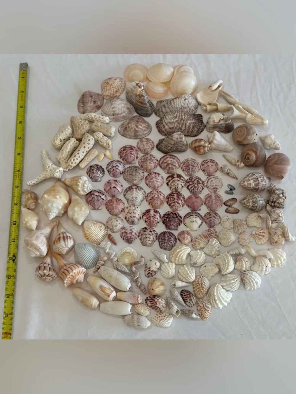 130 MIX SEASHELLS SHELLS SMALL - MID SIZE SANIBEL, FLORIDA CRAFT / COLLECT LOT